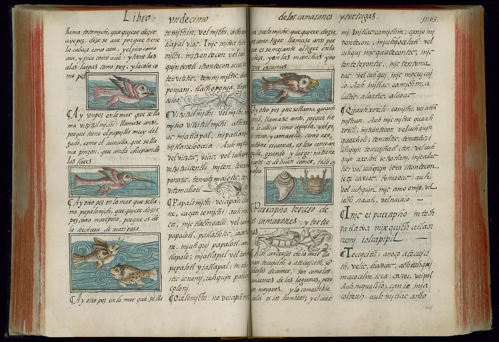 Florentine Codex page on marine life and food
